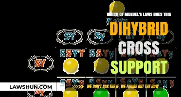 Dihybrid Cross Evidence: Validating Mendel's Principles of Inheritance