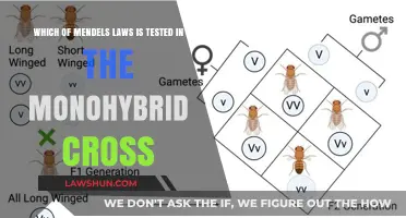 Testing Mendel's Principles: Monohybrid Cross and the Law of Segregation