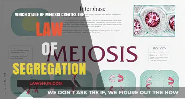 Meiosis: Segregation Law Foundation Stage