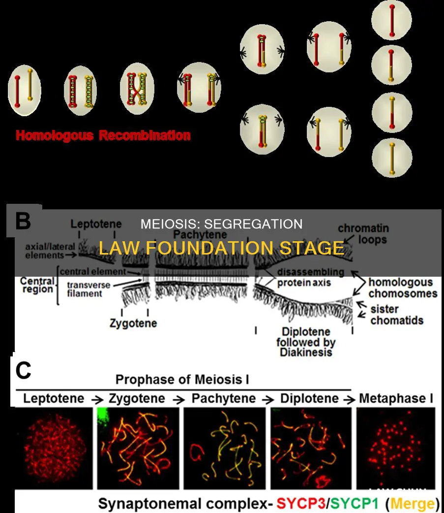 which stage of meiosis creates the law of segregation