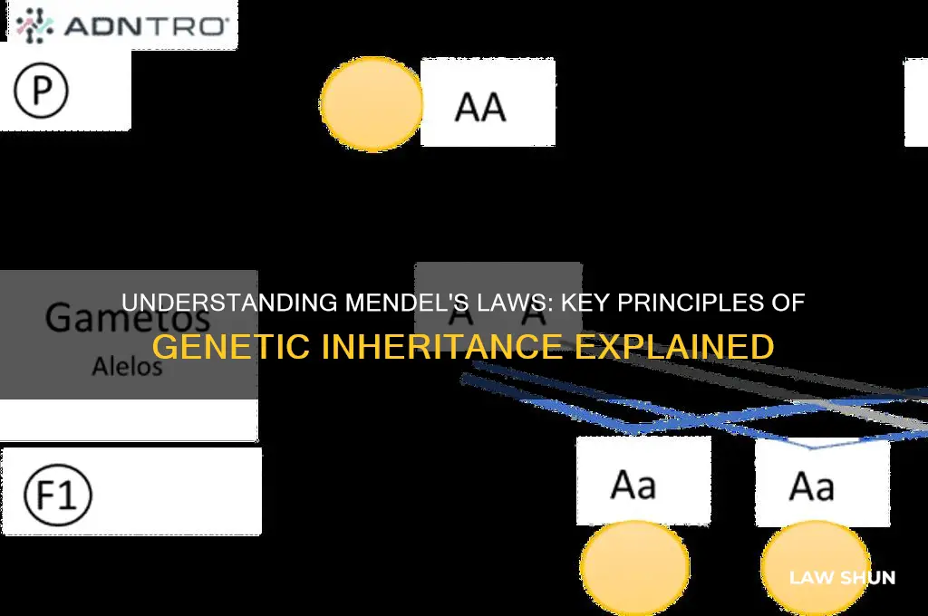 which three statements summarize mendel