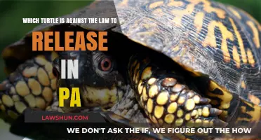 Illegal Turtle Release in PA: Which Species Are Prohibited?