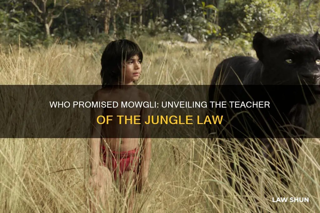 who promised to teach mowgli the law of the jungle