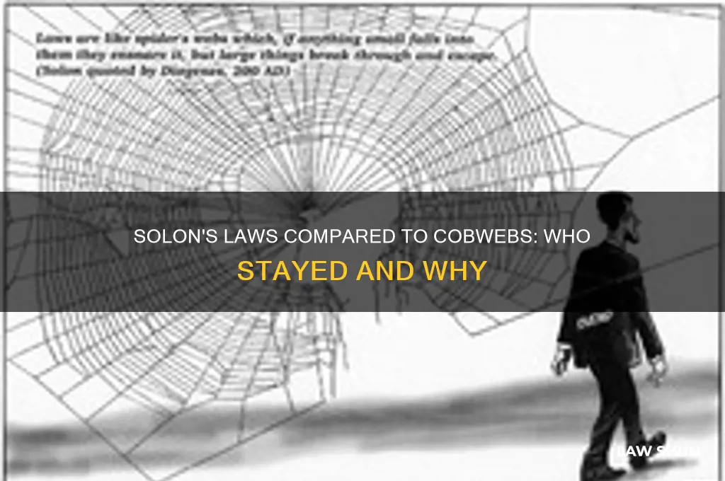 who stayed with solon and compared his laws to cobwebs