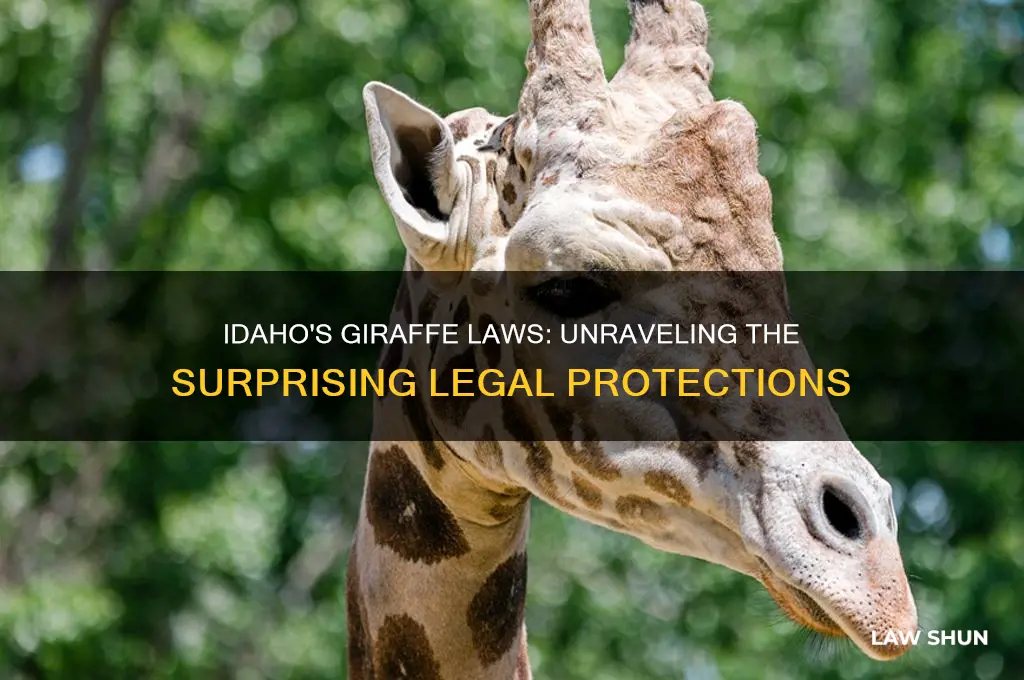 why are there laws in idaho regarding giraffes