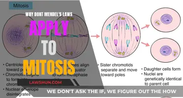 Mitosis and Mendel's Laws: Incompatible Bedfellows