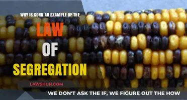 Corn's Genetic Traits: Understanding Mendel's Law of Segregation