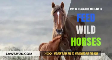 Feeding Wild Horses: Legal Risks and Conservation Concerns Explained