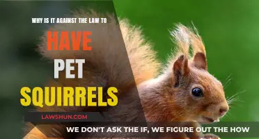 Why Keeping Pet Squirrels is Illegal: Understanding the Legal Restrictions
