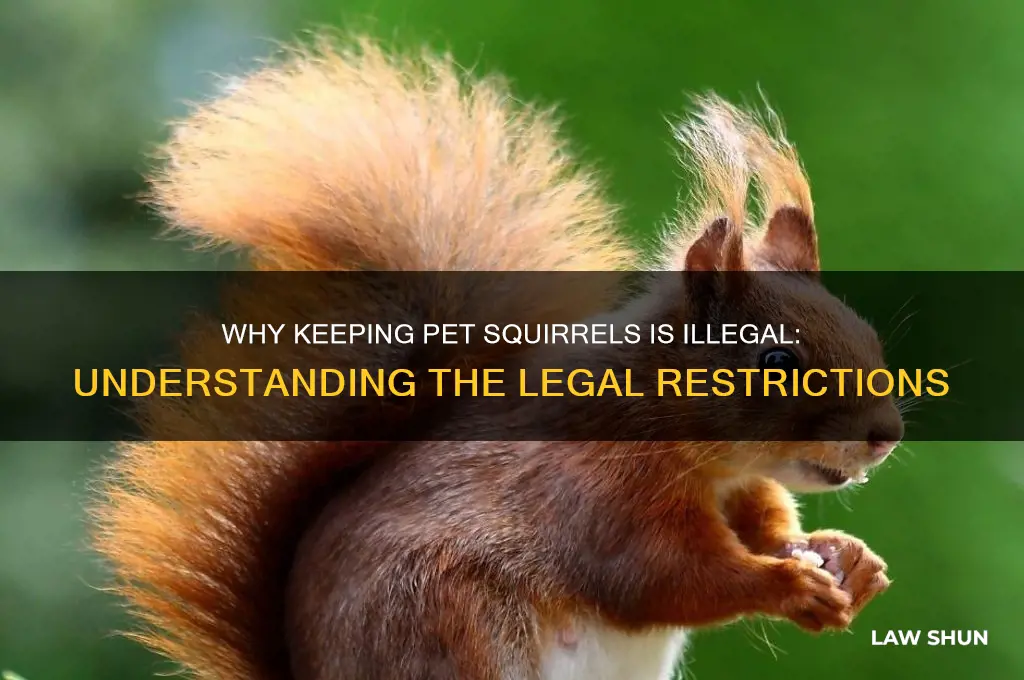 why is it against the law to have pet squirrels