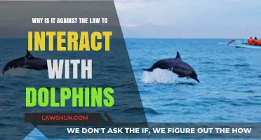 Dolphin Interactions: Understanding the Legal Boundaries and Protections
