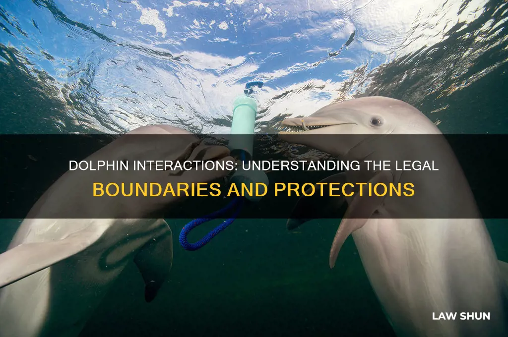 why is it against the law to interact with dolphins