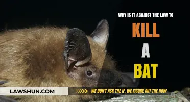 Why Killing Bats is Illegal: Understanding the Legal Protection