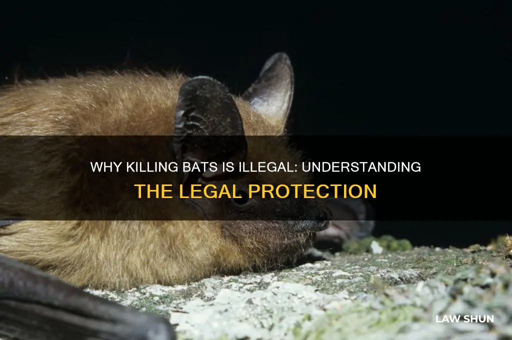 why is it against the law to kill a bat