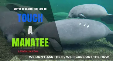 Respecting Manatees: Understanding the Legal Protections for These Gentle Giants