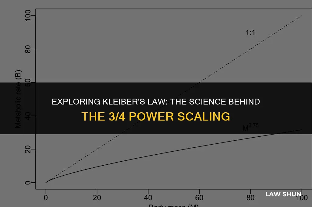 why is kleiber