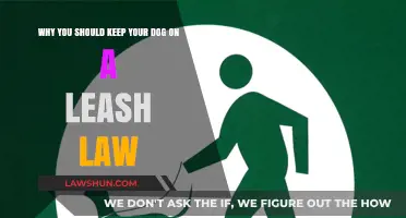 Leash Law Essentials: Why Your Dog Needs One