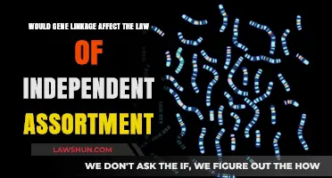Gene Linkage's Impact on Independent Assortment: Unraveling Genetic Inheritance Laws