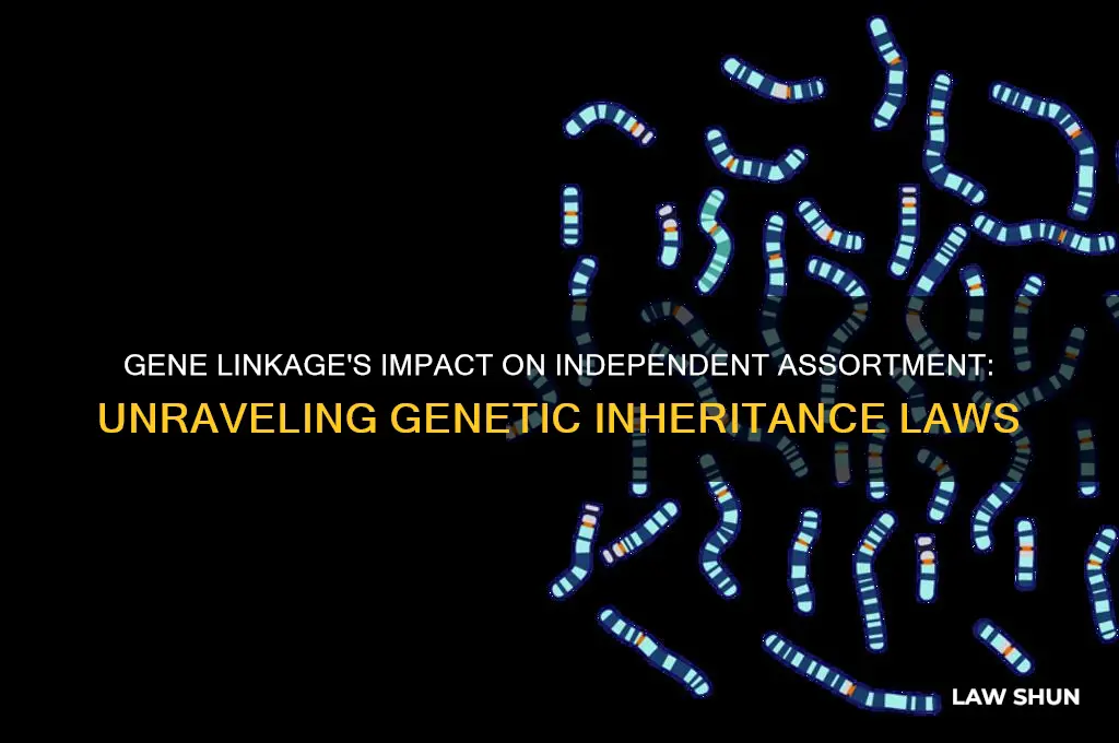 would gene linkage affect the law of independent assortment